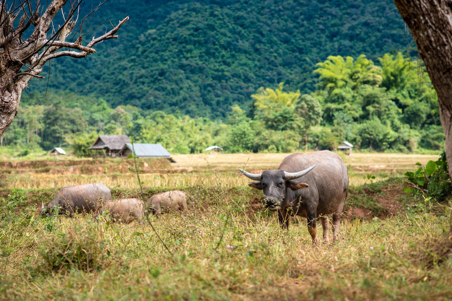 Experience Muang La’s heritage with guided tours